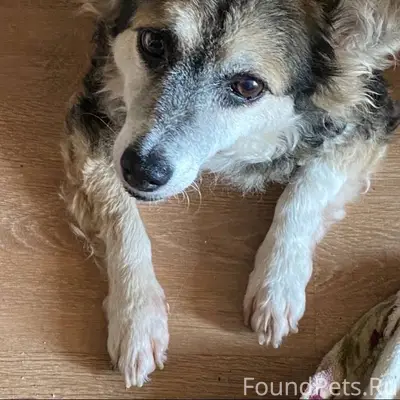 Потерялась собака в районе ули...