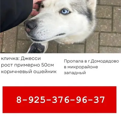 ⚠️ Пропал(а) собака 📍 Домодедо...