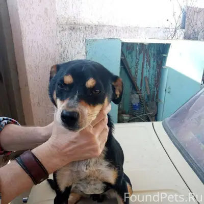 Приблудился пёс по улице Подго...