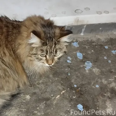 Потерялась кошечка, сидит в по...