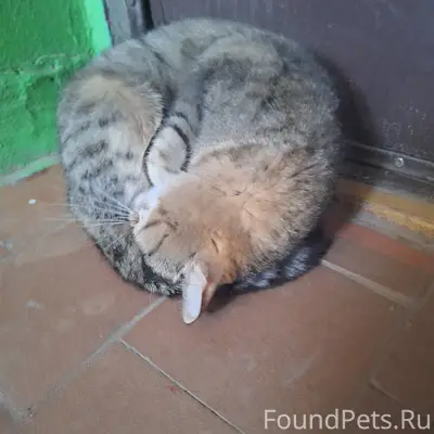 Найдена кошка во дворе Советск...