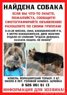 Повторно Найдена собака кобель...