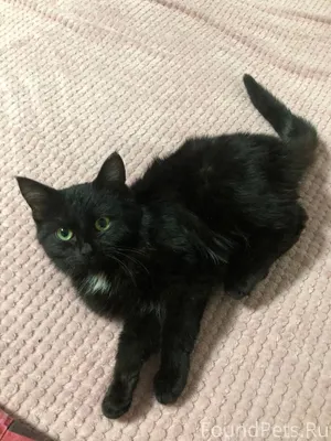 Найден котёнок мальчик в Вятск...