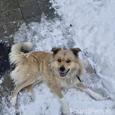 Пропал пес, зовут Лорд. В ошей...