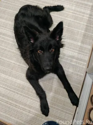 Череповец! Это чудо ищет новый...