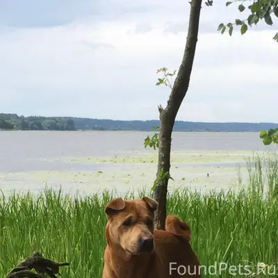 Пропала собака!!! Кличка Барни...