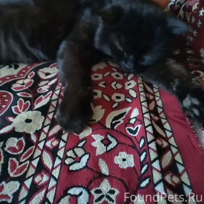 Пропал кот,по кличке Плутик,по...