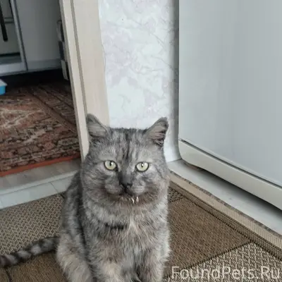 В добрые руки кот. Найден окол...