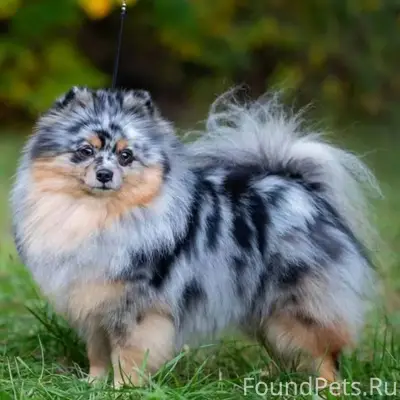 Пропал! Помогите пожалуйста на...