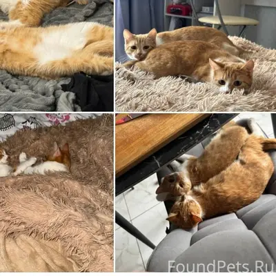 Пропали две рыжие кошки, взрос...