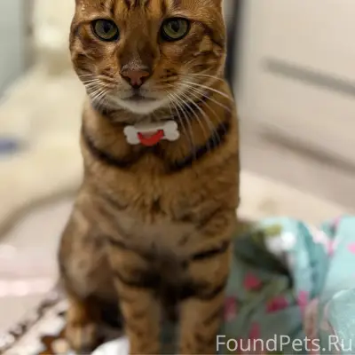 ❗️ПРОПАЛ ДОМАШНИЙ ПИТОМЕЦ❗️ 4 ...