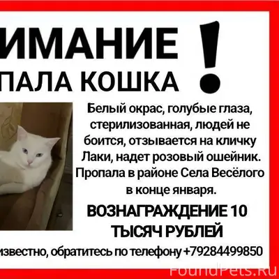 ! ПРОПАЛА КОШКА ! В конце янва...