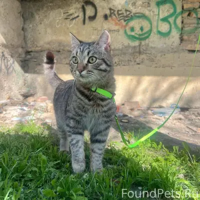 Пропал кот ,в районе улицы мич...