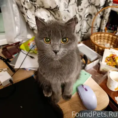 ❄ ИЩЕМ ХОЗЯИНА ИЛИ НОВЫЙ ДОМ.....