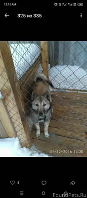 Убежала собака, лайка если кто...