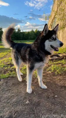 2 февраля потерялась собака. Н...