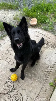 Пропала собака черная немецкая...