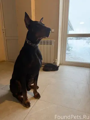 Пристраивается Доберман!!! Был...