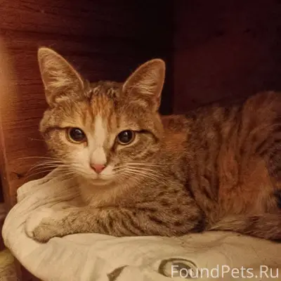 Нашли кошку