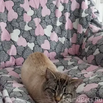 Найден кот в СНТ Лесной, Дмитр...