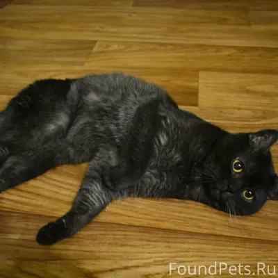 🏡найдена кошка: Кот. В Советск...