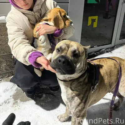 Найдены собаки тигровый амстаф...