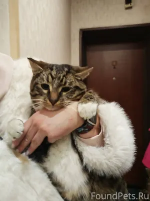 Найден кот, г. Архангельск, Кр...