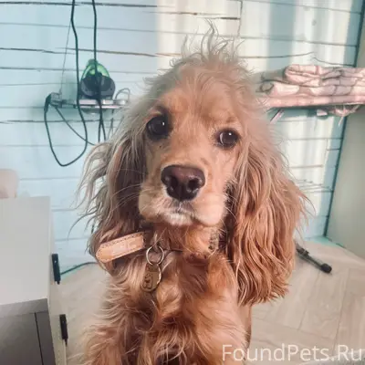 От подписчика: Пропала собака,...