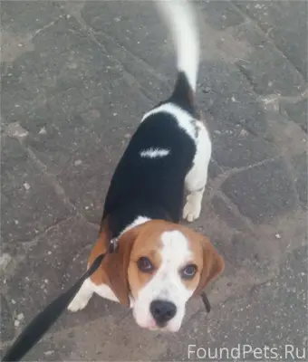 ПРОПАЛА СОБАКА Пропала собака ...