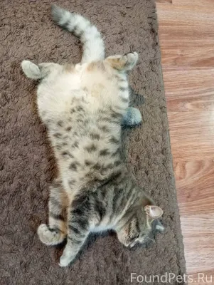 Пропал кот , в районе улицы Жу...