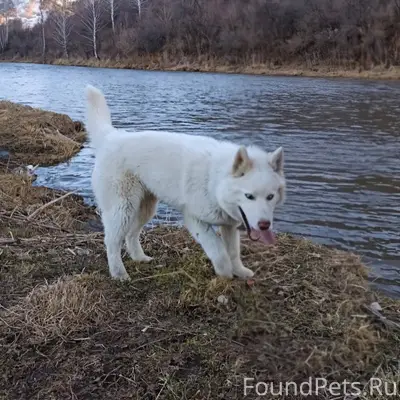 Потерялась собака породы хаски...
