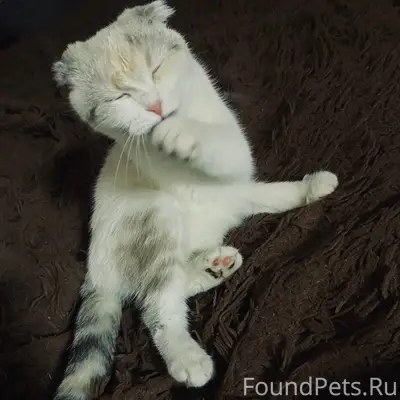 Пропала кошка в районе первой ...