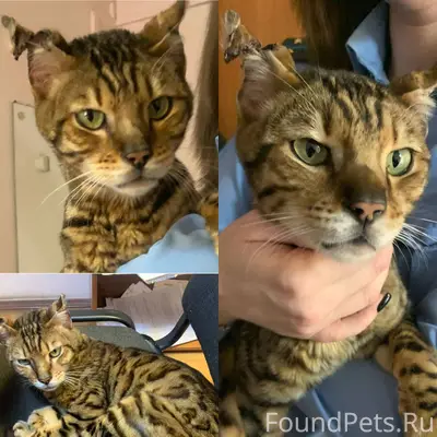 Найден бенгальский кот (Свердл...