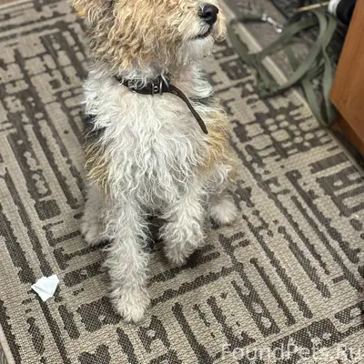 Потерялась собака в районе вор...