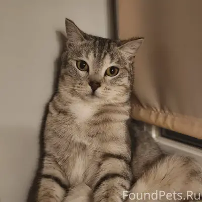 Потерялся кот! Может кто видел...