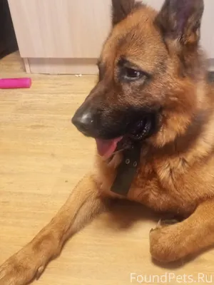 Найдена собака взрослая, может...