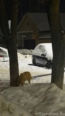 Видели собаку. Новый городок, ...