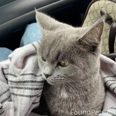 Пропал кот, микрорайоне южный....