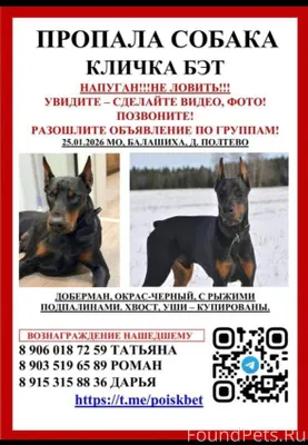 Пропала собака! Поиск Бэта про...