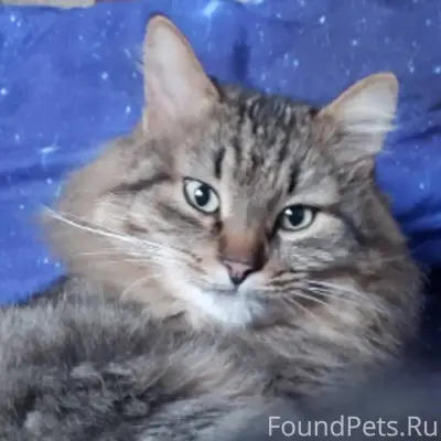 Пропал кот, ушел с ул Трудовая...