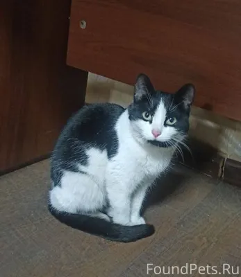 Найдена черно-белая молодая кошка