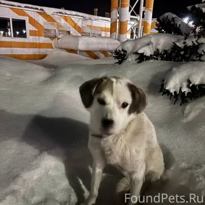 У поселка Три медведя, Елабуга...