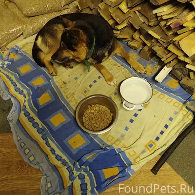 Сбежал пёс в зелёном ошейнике....