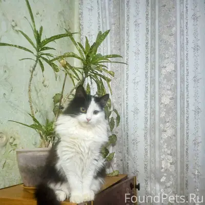 Пропала кошка Катя, территориа...