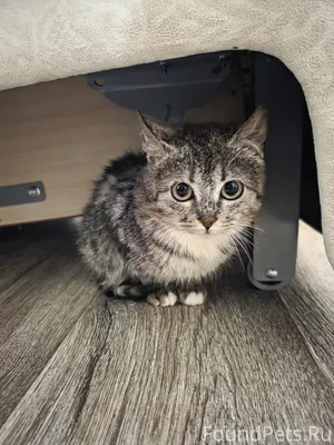 К нам на участок (тульская обл...