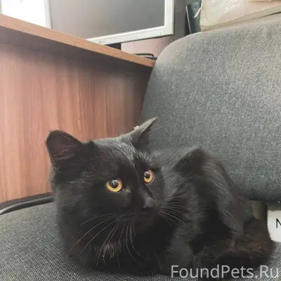 Найден котёнок в районе Георги...