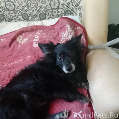 Потерялась собака! Помогите на...