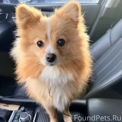 Найдена девочка. Ищу ТОЛЬКО ст...