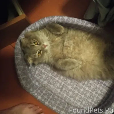 Пропала кошка в селе Ягодное у...