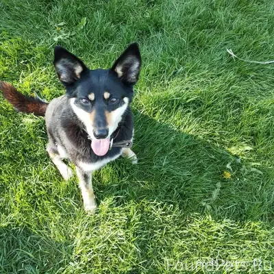 Продолжаем поиски нашей собаки...